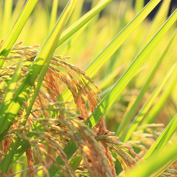 What Is The General Rate of Rice Yield? What Are The Factors Affecting Rice Yield?