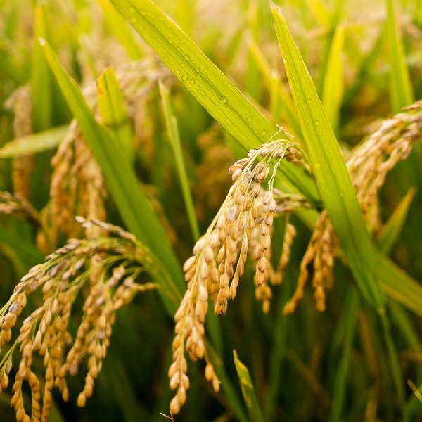 What is Good Quality Paddy for Rice Processing