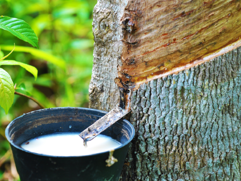 Agricultural Machinery is Expected to Promote the Natural Rubber Industry’s Sustainable Development